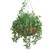English ivy in a 22 inch hanging basket. English ivy in a 22 inch hanging basket.