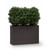 Three thirty-two inch cypress plants in a modern planter. Three thirty-two inch cypress plants in a modern planter.