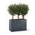 Ixora Chenisis in Modern Fiberstone Planter