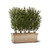 Ruscus Trees in Lynx GFRC Planter