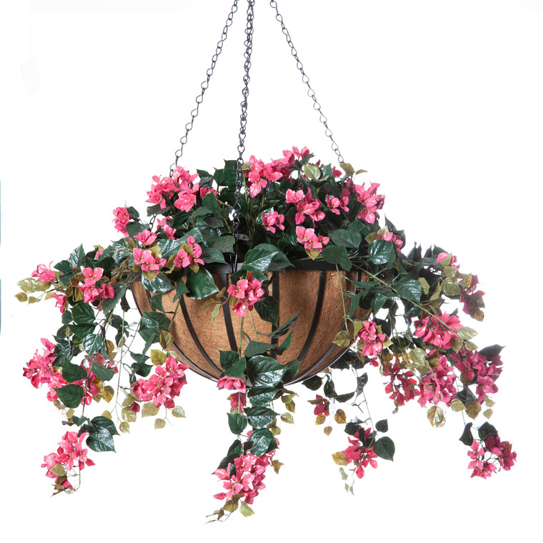 Fuscia bougainvillea in a 22 inch hanging basket.