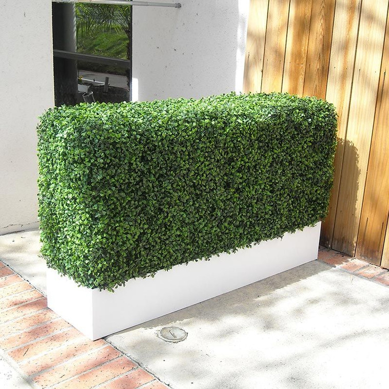 Boxwood Hedge in white Modern Planter on cement patio