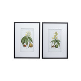 Botanical Wall Art Set of 2 – Black Frame