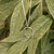 Silver Buíochas Go Deo "Gratitude Forever" Large Pendant