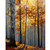 Limited Edition "Autumn Light"