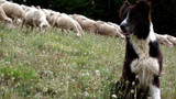 Adopt A Sheep Adopt A Sheep