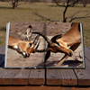 African Adventures: The Greatest Safari on Earth