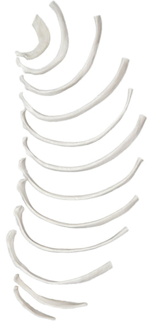 AMCH1043AS | Eisco Labs Ribs, half set, 12 pcs, Model, Human Bones, Plastic