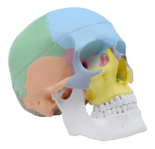 AMCH1009AS | Eisco Labs Bones, Human, Skull, Life Size, Color Coded