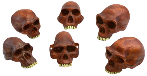 AM0127PMS | Eisco Labs Model Prehistoric Man Skull - Set of 6