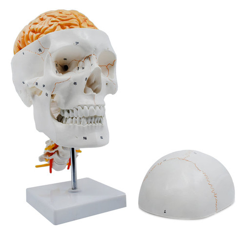 AMCH1052AS | Eisco Labs Numbered Skull with Sutures, Brain, and Cervical Vertebrae, Natural Size