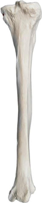 AMCH1028AS | Eisco Labs Tibia, right, Model, Human Bone, Plastic