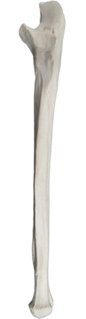 AMCH1027AS | Eisco Labs Ulna, left, Model, Human Bone, Plastic