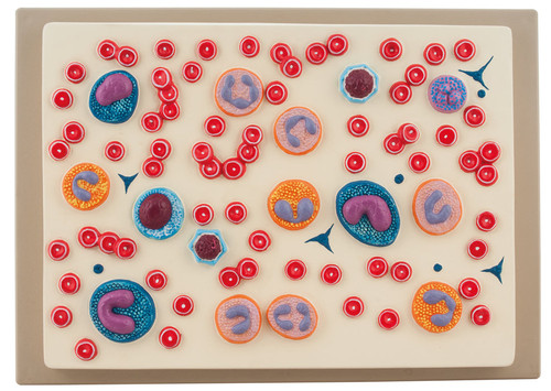 AM16036 | Eisco Labs Red Blood Cell