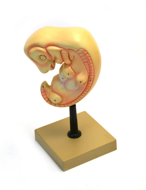AM121AAS | Eisco Labs Model, Human, Embryo, 4 Weeks