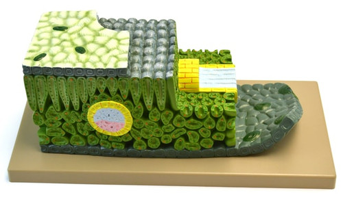 AMCH1006AS | Eisco Labs Model, Plant, Dicot Leaf