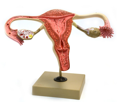 AM360AS | Eisco Labs Model, Human, Female Reproductive, Ovary