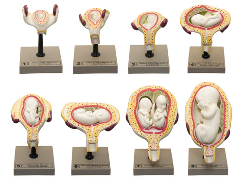 AM0123 | Eisco Labs Model Period of Gestation Set of 8