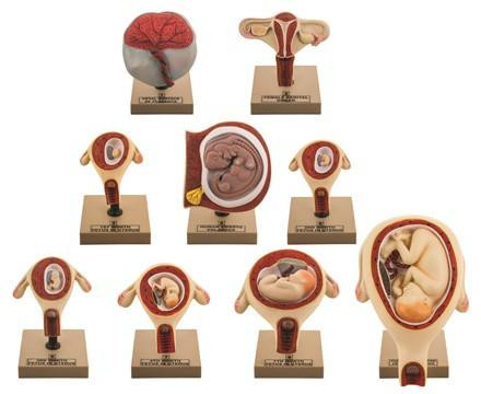 AM0122 | Eisco Labs Model Period of Gestation Set of 9