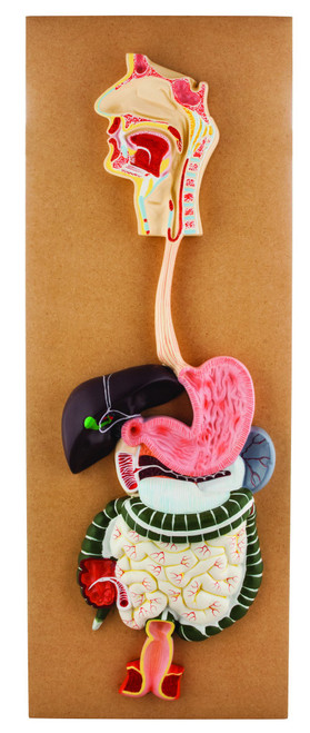 AM0093 | Eisco Labs Model Human Digestive System-2 Parts
