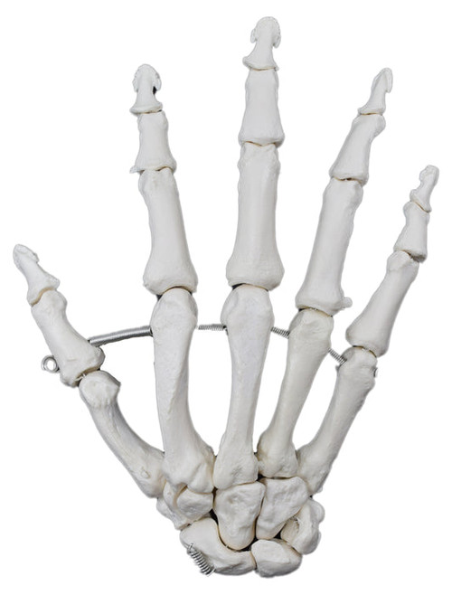 AMCH1020AS | Eisco Labs Right hand, articulated, Model, Human Bone, Plastic