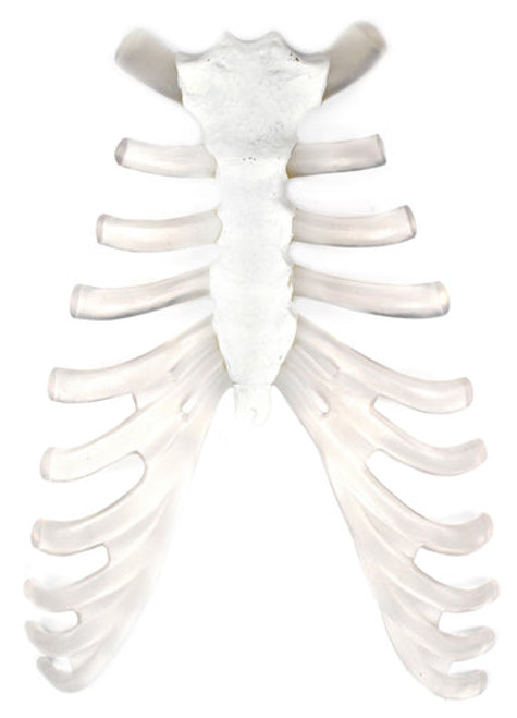 AMCH1018AS | Eisco Labs Sternum (breast bone), Model, Human Bone, Plastic