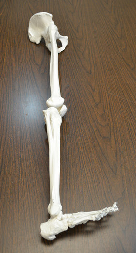 AMCH1014AS | Eisco Labs Lower Limb, Articulated