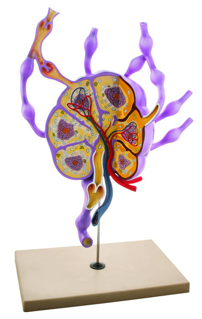 AM0306 | Eisco Labs Model Lymph Nodes