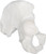 AMCH1037AS | Eisco Labs Hip Bones (Coxal Bone)(llium is part of hip bone), left, Model, Human Bone, Plastic