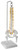 AMCH1058AS | Eisco Labs Mini Spinal columns, 45cm, hanging type