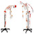 AMCH1051AS | Eisco Labs Human skeleton Rod mount 170cm with flexible spine, w/muscles origin and insertions, w/ligaments