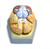 AM21AS | Eisco Labs Model, Human Brain, With Arteries, 9 Parts