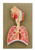 AM0278 | Eisco Labs Model Respiratory System
