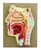 AM0024 | Eisco Labs Model Human Nose L.S.