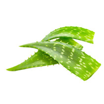 Aloe Vera Each
