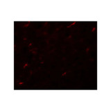 ProSci 5731 APC7 Antibody