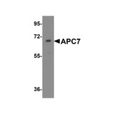 ProSci 5731 APC7 Antibody