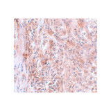 ProSci 5627 BCAS2 Antibody
