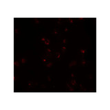 ProSci 5831 FREM2 Antibody