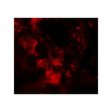 ProSci 6025 MFSD2A Antibody