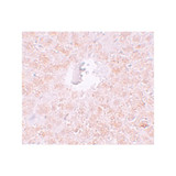 ProSci 6029 PIWI-L1 Antibody