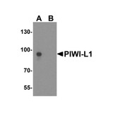 ProSci 6029 PIWI-L1 Antibody
