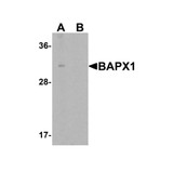 ProSci 6211 BAPX1 Antibody