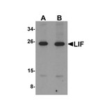 ProSci 6245 LIF Antibody
