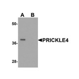 ProSci 6567 PRICKLE4 Antibody