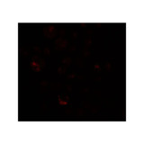 ProSci 6567 PRICKLE4 Antibody