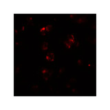 ProSci 6889 ABCA7 Antibody