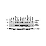 ProSci 7045 KEAP1 Antibody