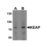 ProSci 7045 KEAP1 Antibody