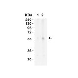 ProSci 7263 KREMEN2 Antibody